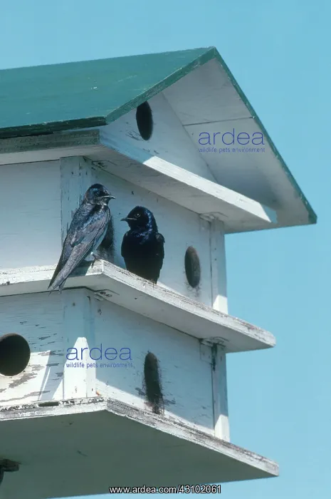 : Purple Martin House : Purple Martin House