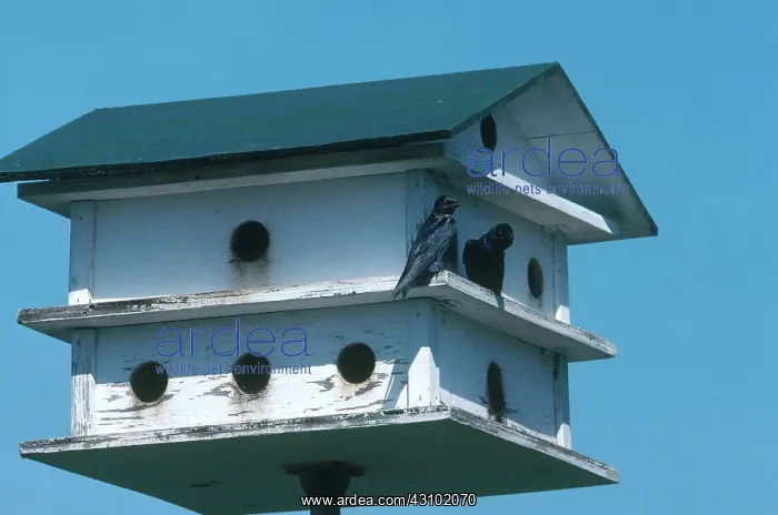 : Purple Martin House : Purple Martin House