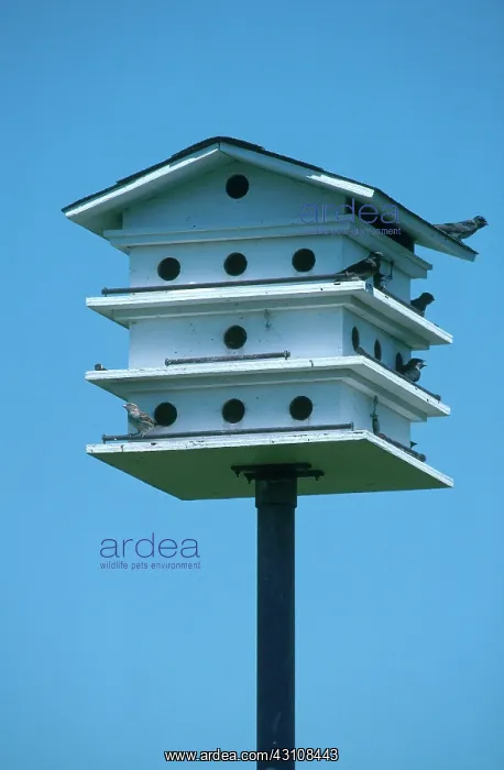 : Purple Martin House : Purple Martin House