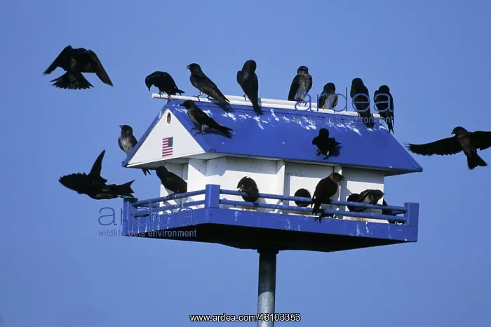 : Purple Martin nest box : Purple Martin nest box