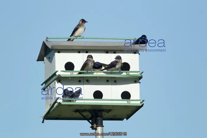 : Purple Martin - nesting in Purple Martin house : Purple Martin - nesting in Purple Martin house