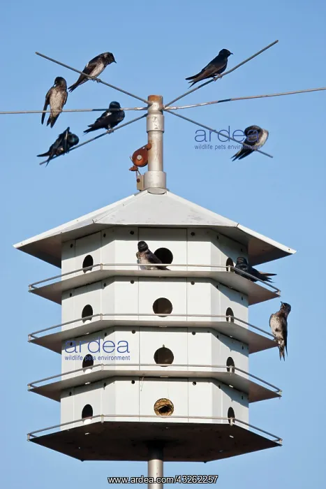 : Purple Martin (Progne subis) at nest box : Purple Martin (Progne subis) at nest box