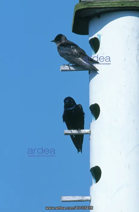 : Purple Martins : Purple Martins