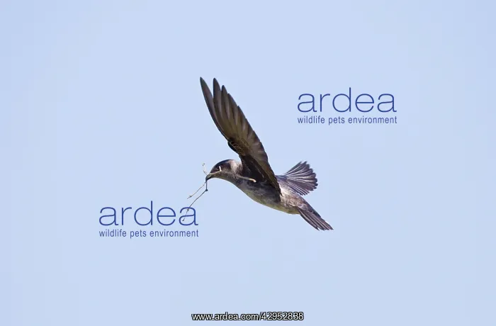 : Purple Martins - adult female with nest material : Purple Martins - adult female with nest material