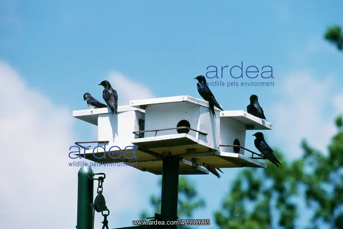 : Purple Martins - on bird house : Purple Martins - on bird house
