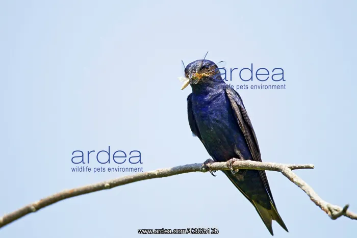 : Purple Martins - with food in beak in spring near : Purple Martins - with food in beak in spring near
