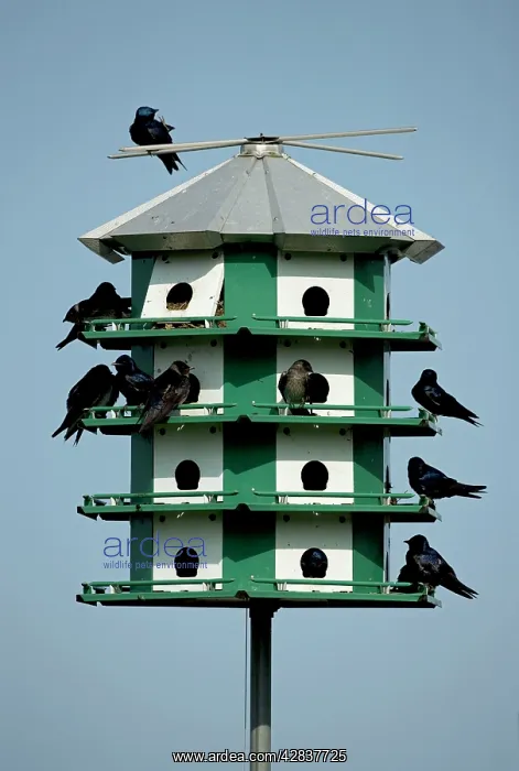 : Purple Martins - On multicelled nesting house : Purple Martins - On multicelled nesting house