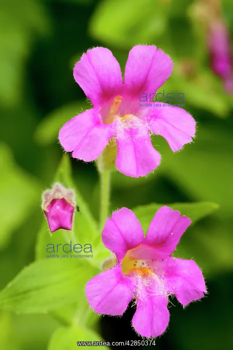 : Purple Monkeyflower / Lewis's Monkeyflower : Purple Monkeyflower / Lewis's Monkeyflower