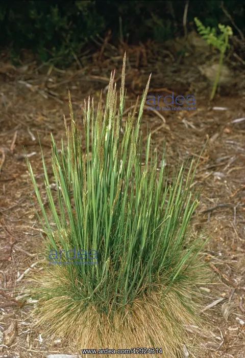 : PURPLE MOOR GRASS : PURPLE MOOR GRASS