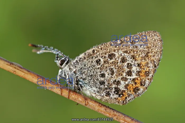 : Purple Moor-Grass : Purple Moor-Grass