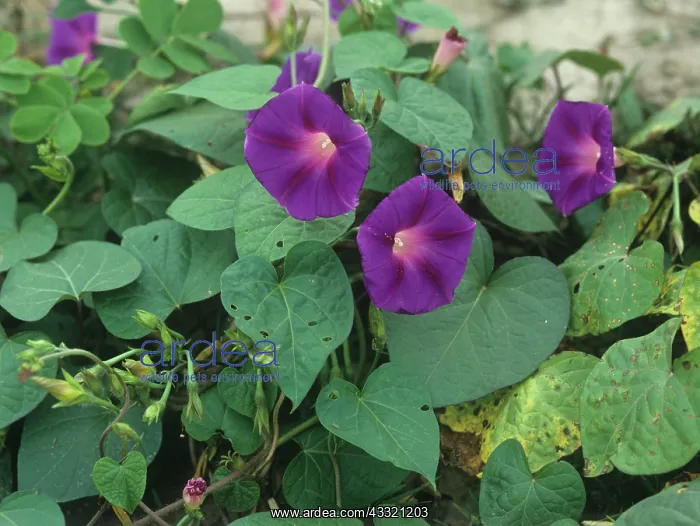 : Purple morning glory : Purple morning glory