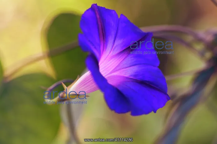 : Purple morning glory, Ipomoea purpurea Feringa : Purple morning glory, Ipomoea purpurea Feringa