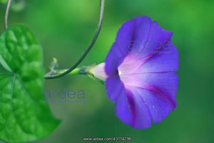 : Purple morning glory, Ipomoea purpurea Feringa : Purple morning glory, Ipomoea purpurea Feringa