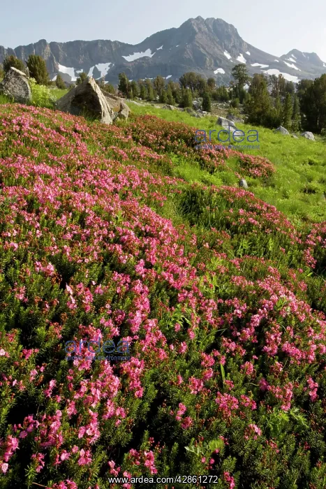 : Purple Mountain Heath in masses near Winnemucca : Purple Mountain Heath in masses near Winnemucca
