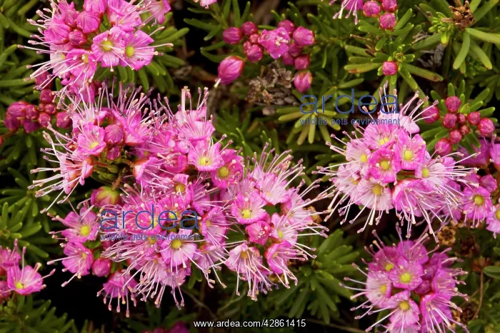 : Purple Mountain Heath - in masses near Winnemucca : Purple Mountain Heath - in masses near Winnemucca