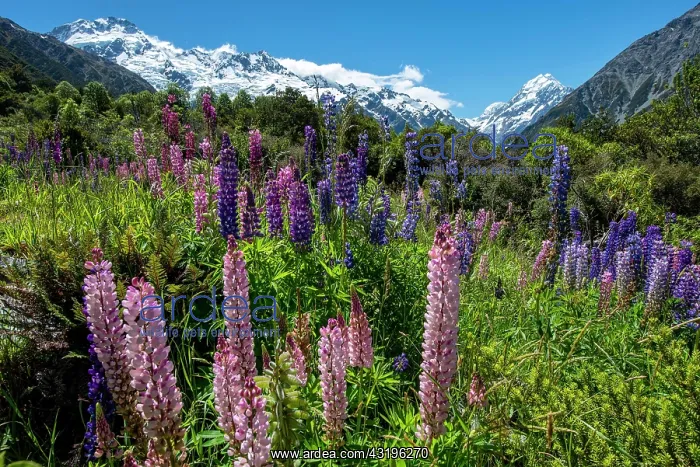 : Purple multileaved lupines (Lupinus polyphyllus) : Purple multileaved lupines (Lupinus polyphyllus)