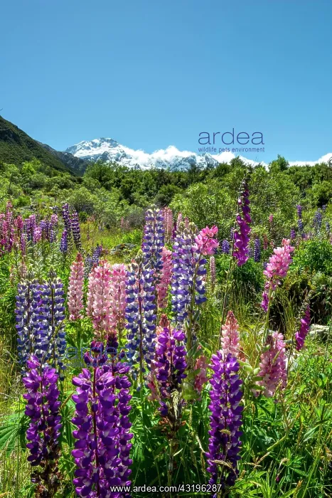 : Purple Multileaved Lupines (Lupinus polyphyllus) : Purple Multileaved Lupines (Lupinus polyphyllus)