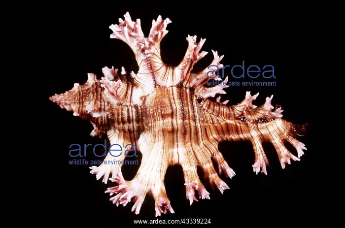 : PURPLE MUREX SHELL : PURPLE MUREX SHELL