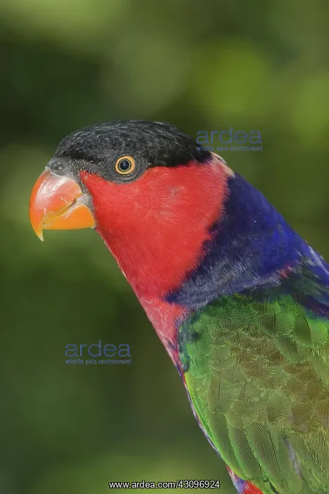 : Purple-Naped Lori : Purple-Naped Lori