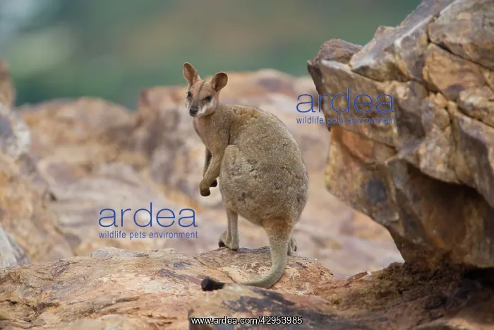 : Purple-necked Rock-Wallaby : Purple-necked Rock-Wallaby