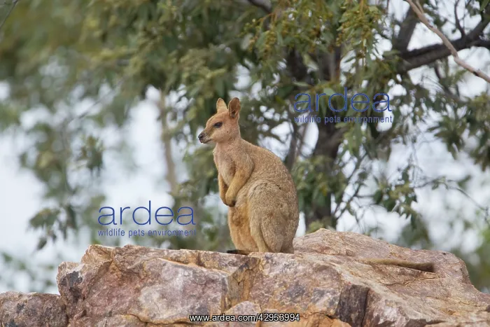 : Purple-necked Rock-Wallaby : Purple-necked Rock-Wallaby