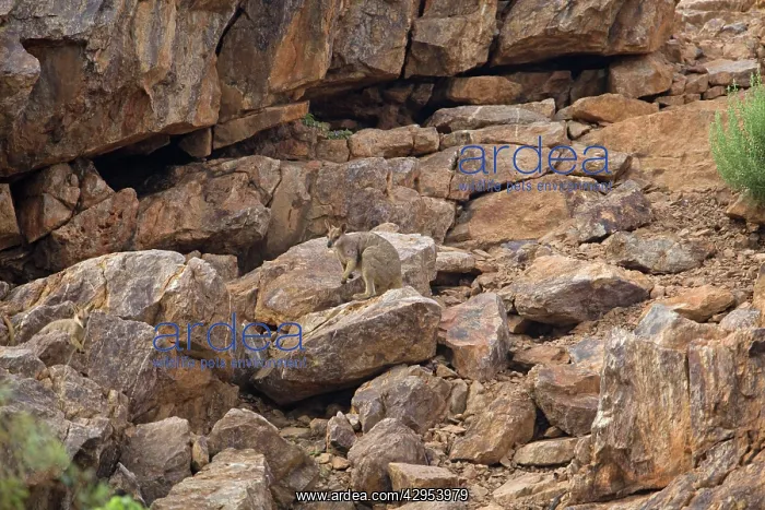 : Purple-necked Rock-Wallaby - near Mt Isa at the : Purple-necked Rock-Wallaby - near Mt Isa at the