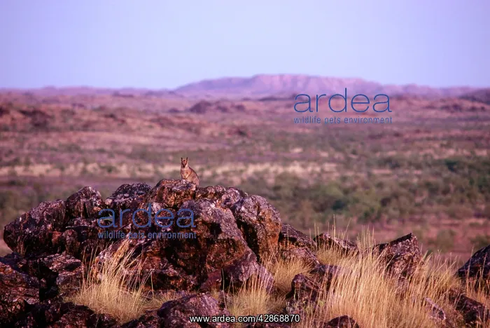 : Purple-necked Rock-wallaby - in shrub plain habitat : Purple-necked Rock-wallaby - in shrub plain habitat