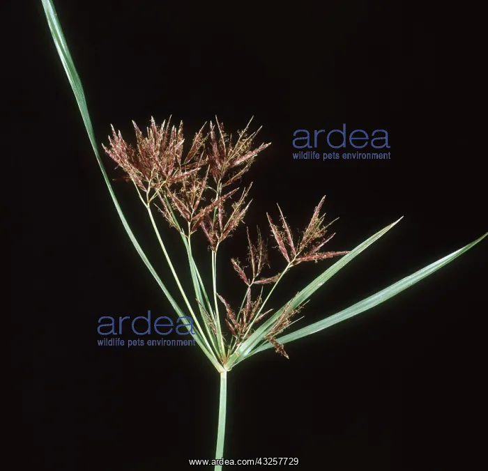 : Purple nutsedge flower spike : Purple nutsedge flower spike