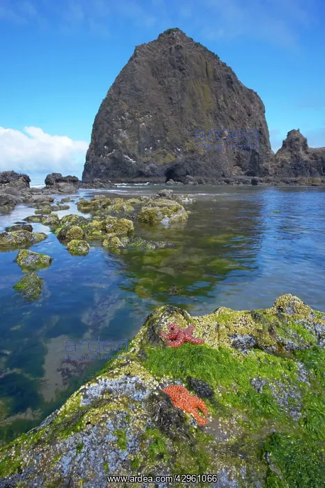 : Purple / Ochre Sea Star - exposed at high tide : Purple / Ochre Sea Star - exposed at high tide