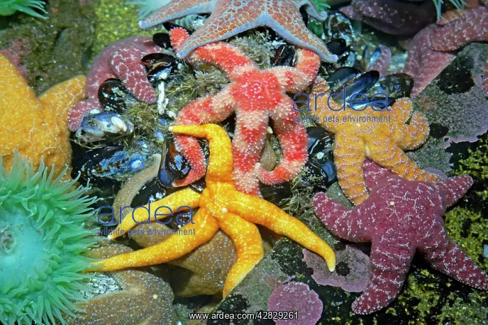  : Purple  /  Ochre Sea Star - with Giant Green Anemone