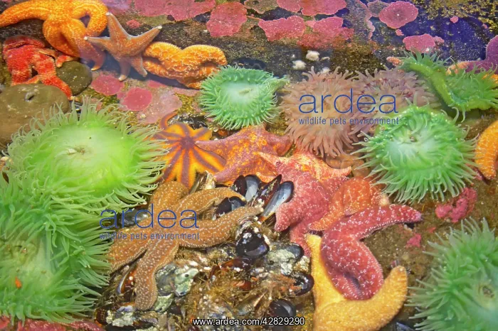: Purple / Ochre Sea Star - with Giant Green Anemone : Purple / Ochre Sea Star - with Giant Green Anemone