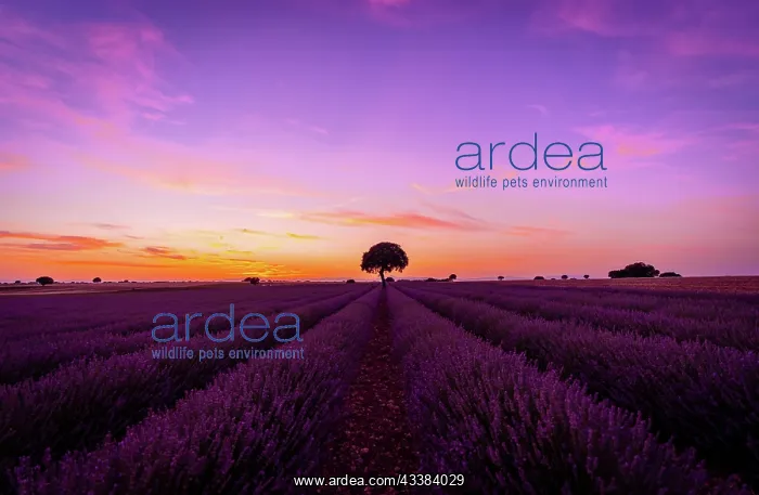 : Purple and orange sky at sunset in a lavender field : Purple and orange sky at sunset in a lavender field