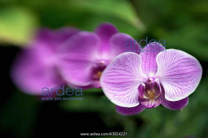  : Purple Orchid flowers