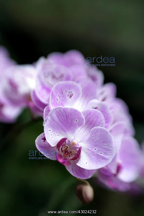  : Purple Orchid flowers