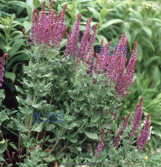 : Purple ornamental sage : Purple ornamental sage