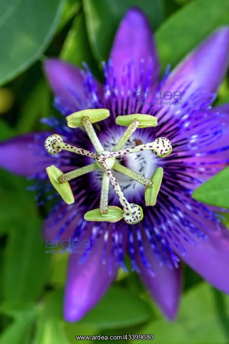 : Purple passionflower : Purple passionflower