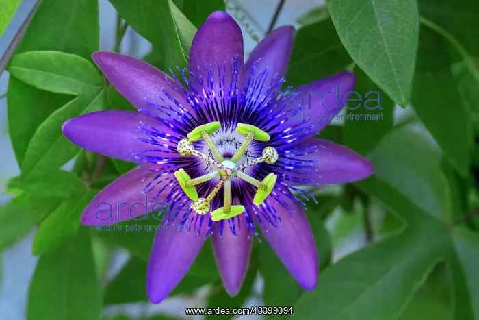 : Purple passionflower : Purple passionflower