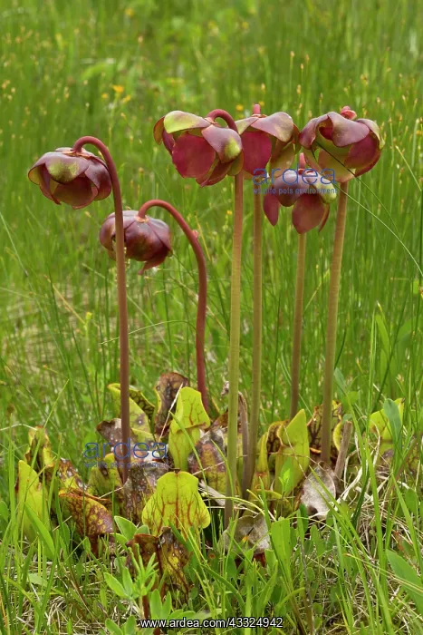 : Purple pitcher plant - an insectivorous plant of : Purple pitcher plant - an insectivorous plant of