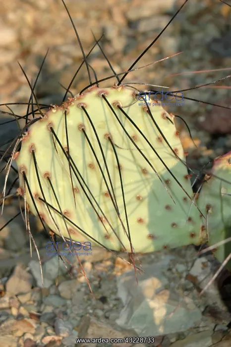 : Purple Prickly Pear : Purple Prickly Pear