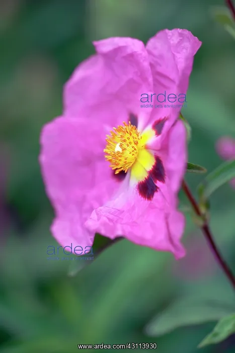 : Purple rock rose, Cistus purpureus, One flower : Purple rock rose, Cistus purpureus, One flower