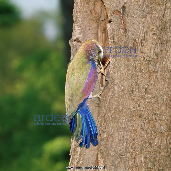 : Purple Roller - with insect in beak : Purple Roller - with insect in beak