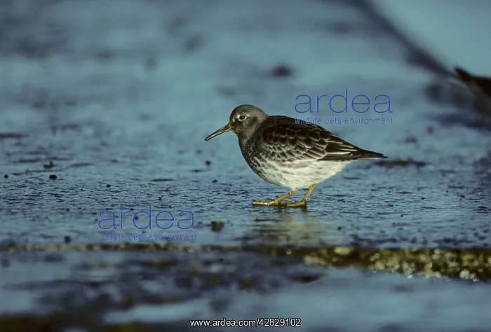 : Purple SANDPIPER : Purple SANDPIPER