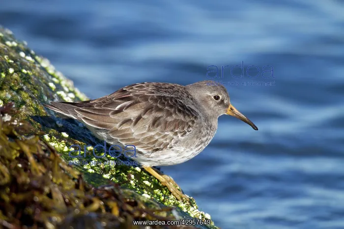 : Purple Sandpiper : Purple Sandpiper