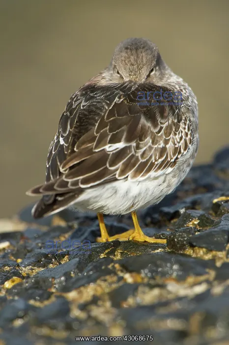 : Purple Sandpiper : Purple Sandpiper