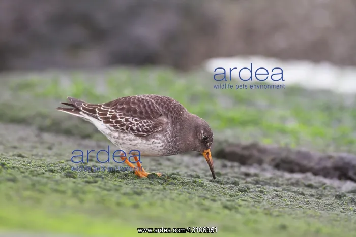 : Purple Sandpiper : Purple Sandpiper
