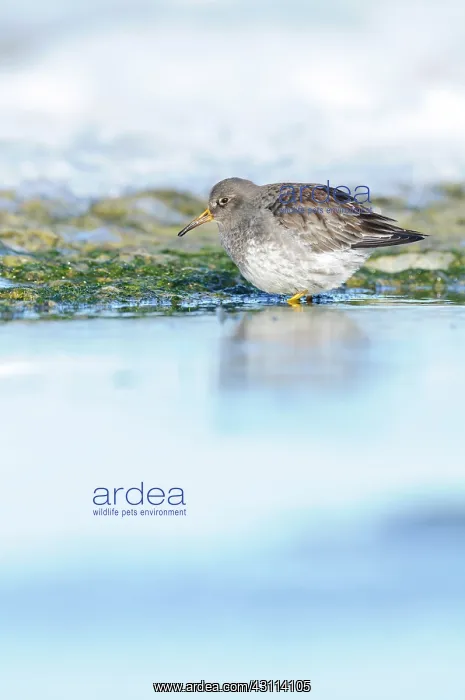 : Purple Sandpiper : Purple Sandpiper