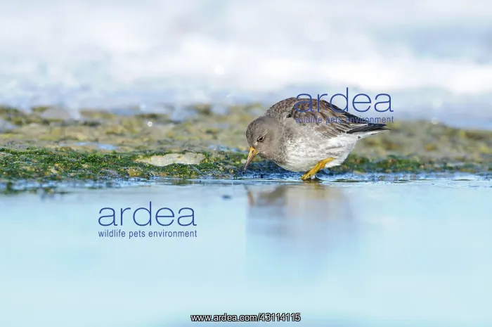 : Purple Sandpiper : Purple Sandpiper