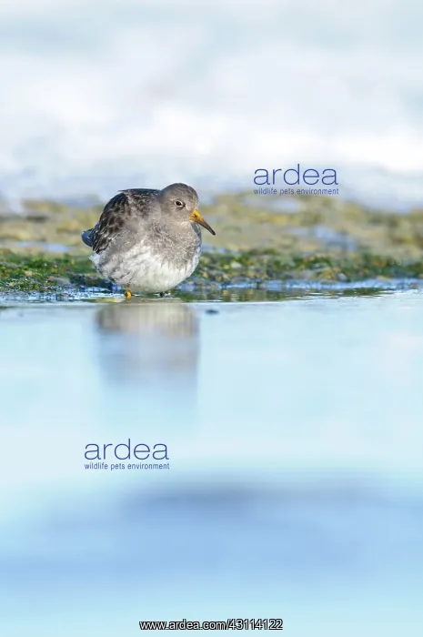 : Purple Sandpiper : Purple Sandpiper