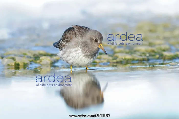 : Purple Sandpiper : Purple Sandpiper