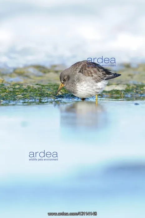 : Purple Sandpiper : Purple Sandpiper
